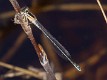 Ischnura senegalensis female-225971